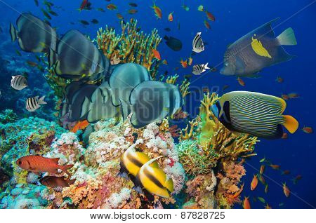 Tropical Fish and Coral Reef on Red Sea