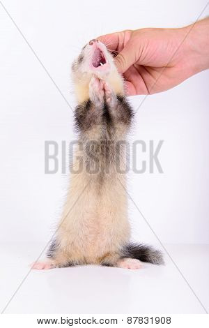 Small Rodent Ferret