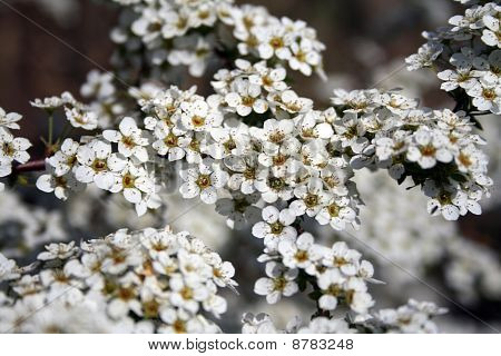 fiore