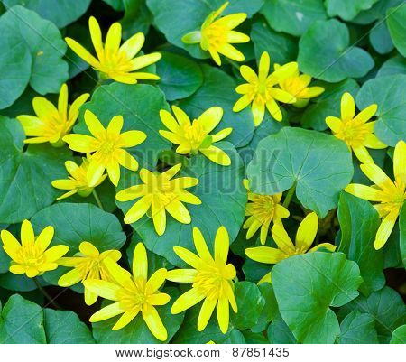 Wild yellow spring flowers