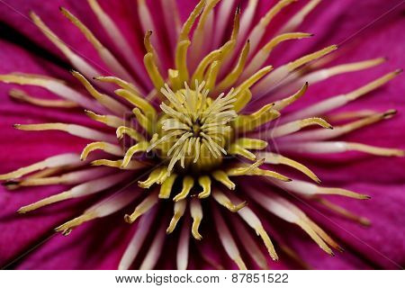 Clematis Flower Close-up