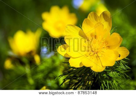 Beautiful Spring Yellow Flowers  Pheasant's Eye