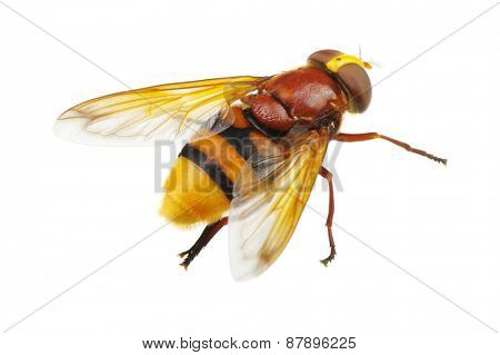 Horsefly isolated on white
