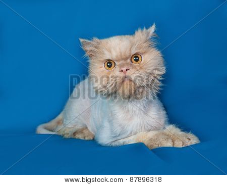 Persian Bobbed Cat Lies On Blue