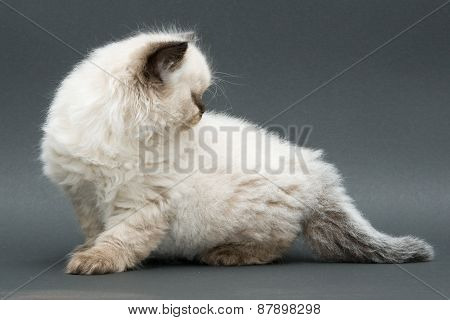 cute british kitten