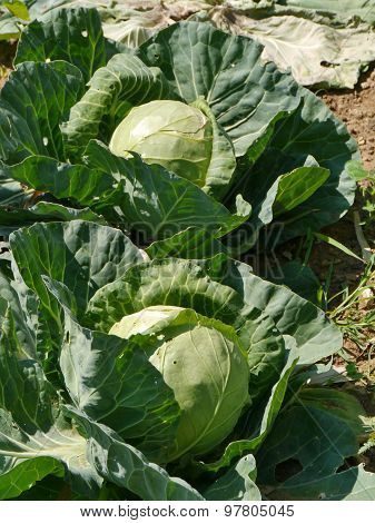 Reaping cabbage planst  in a kitchen garden