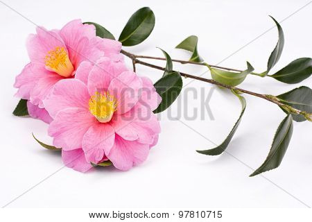Camellia sasanqua flowers