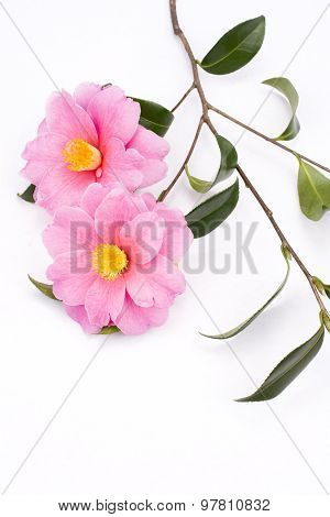 Camellia sasanqua flowers