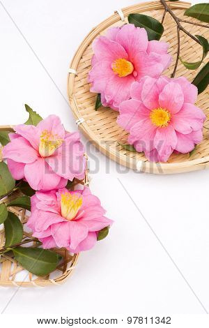Camellia sasanqua flowers