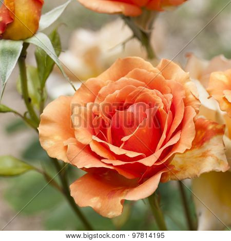 Beautiful Rose
