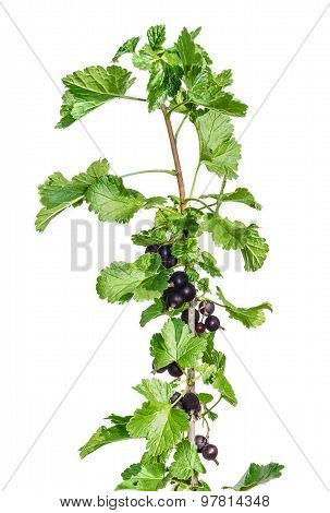 Branch Of Blackcurrant On A Light Background