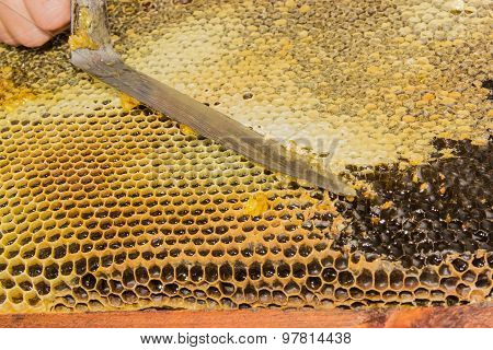 Honeycombs Filled With Honey, Opening The Cells