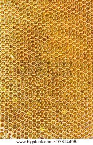 Honeycombs Filled With Honey Closeup