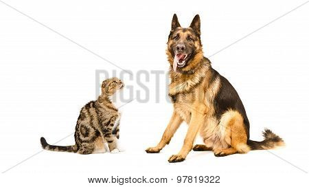 Dog breed German Shepherd and cat Scottish Fold