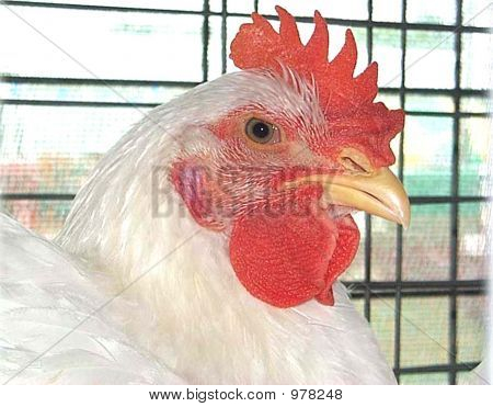 Chickenwhite