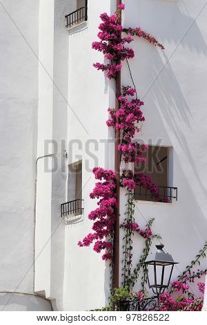 Purple Bougainvillea