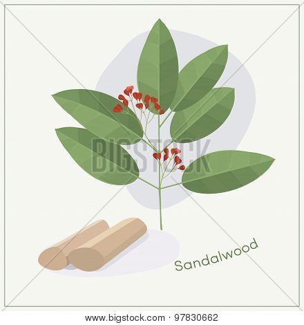 Sandalwood tree branch