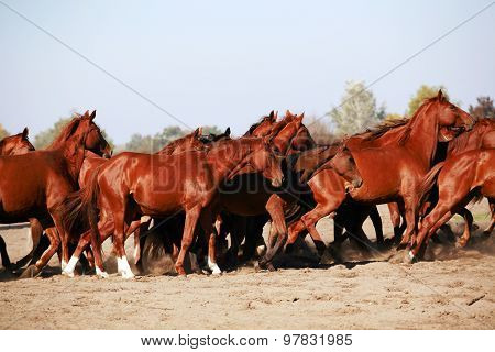 Herd Galloping Across The Desert Kicking Up The Dust