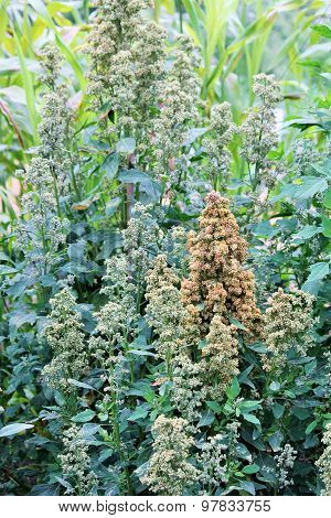 Quinoa superfood crop grows at farm
