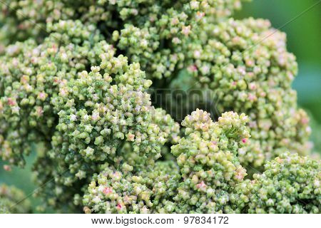 Quinoa superfood crop grows at farm