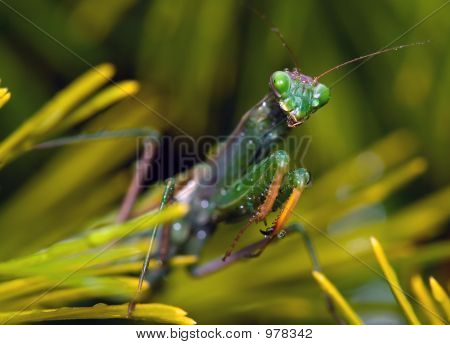 Llorando Mantis