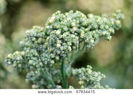 Quinoa superfood crop grows at farm