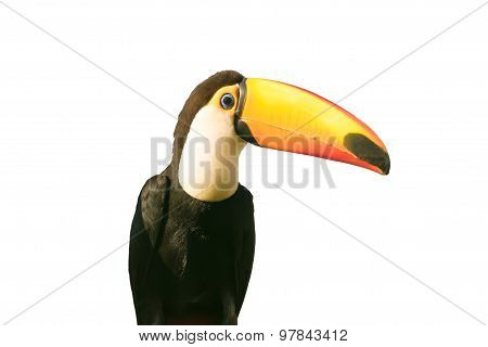 Toucan bird isolated on white.