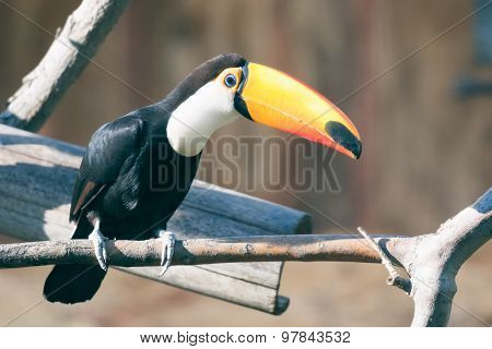 Toucan bird on a branch.