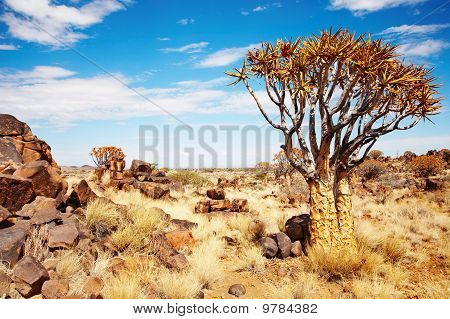 ภูมิทัศน์ที่นามิเบีย