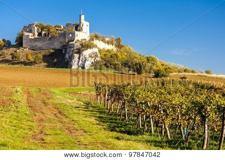 ruins of Falkenstein Castle with vineyard in autumn, Lower Austria, Austria