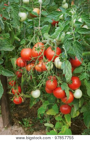 Plentiful Fructification Of Tomatoes, August