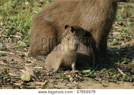 Baby Capybaras