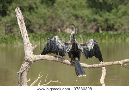 Rear Of A Snakebird