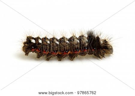  caterpillar isolated on a white background 