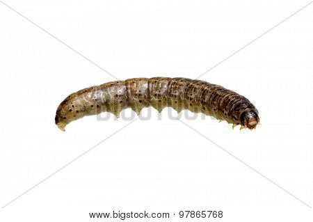  caterpillar isolated on a white background 