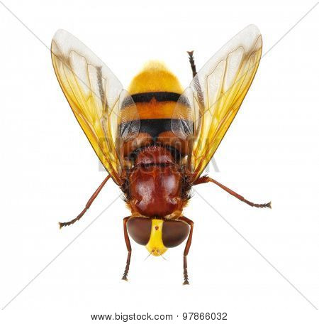 Horsefly isolated on white