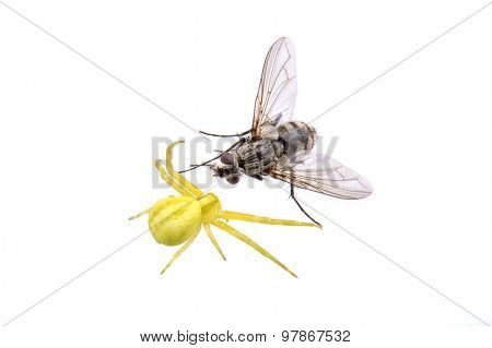 Green Spider Whit Fly On A White Background