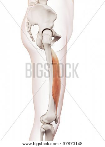 medically accurate muscle illustration of the vastus intermedius