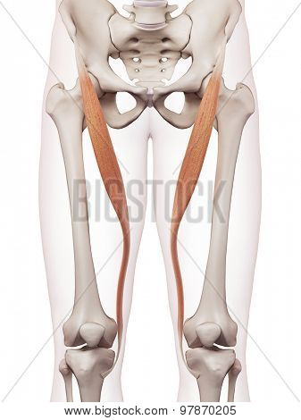 medically accurate muscle illustration of the sartorius
