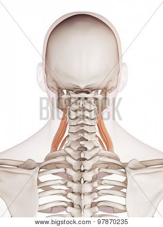 medically accurate muscle illustration of the middle scalene