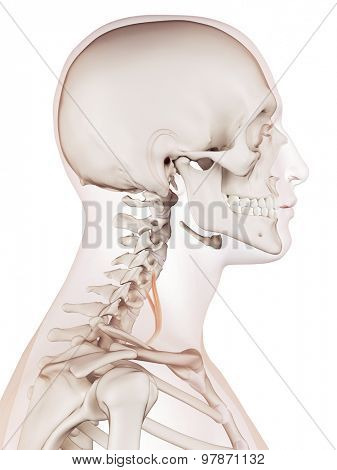 medically accurate muscle illustration of the anterior scalene