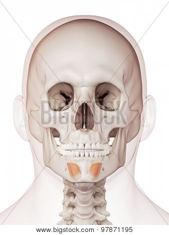 medically accurate muscle illustration of the mentalis  