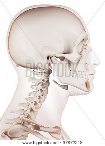 medically accurate muscle illustration of the mentalis  