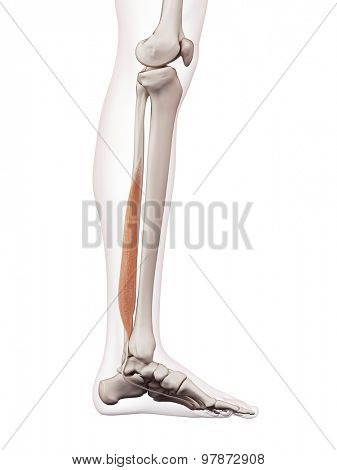 medically accurate muscle illustration of the flexor hallucis