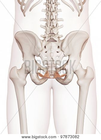 medically accurate muscle illustration of the coccygeus