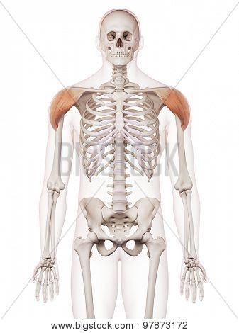 medically accurate muscle illustration of the deltoid