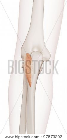 medically accurate muscle illustration of the anconeous