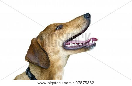 Happy Dog Isolated On White