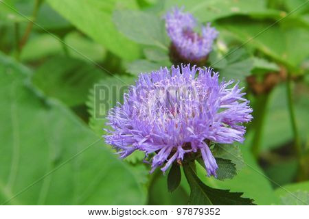 Ageratum flower