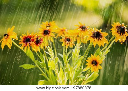 Summer rain and flowers of echinacea